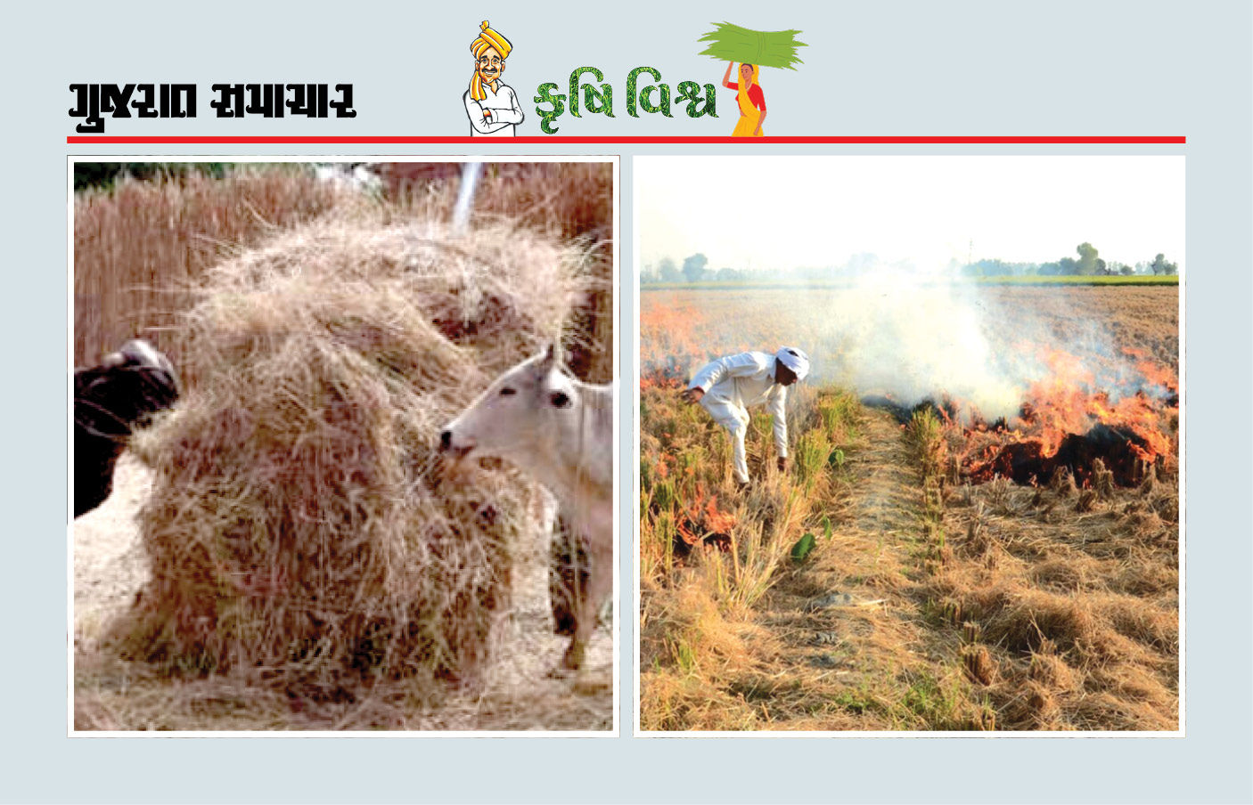 કાપણી પછીના અવશેષો કચરો નહીં, કાચુ સોનું છે તેની વૈજ્ઞાનિક માવજત જમીનને ફળદ્રુપ બનાવશે