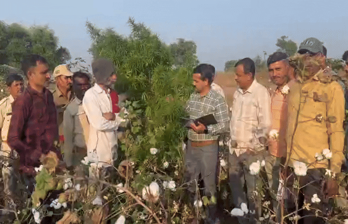 સુરેન્દ્રનગરના સાયલામાંથી લીલા ગાંજાની ખેતી ઝડપાઈ : 2.79 કરોડનો ગાંજાનો જથ્થો SOGની ઝપટે