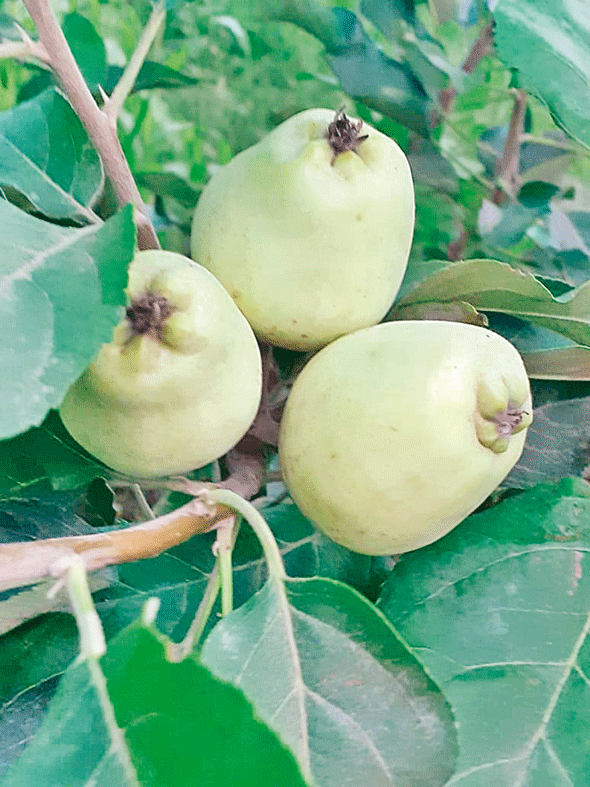 કચ્છના ખેડૂતે 'સીમલા'ના સફરજન ઉગાડયા!