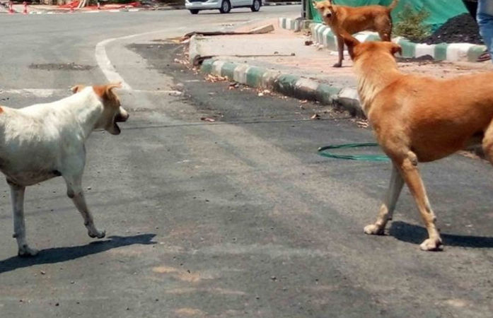 જૂનાગઢ: માંગરોળના ભાટ ગામમાં શ્વાનના હુમલામાં 10 લોકોને ઈજા, 20 પશુને પણ બચકા ભર્યાં