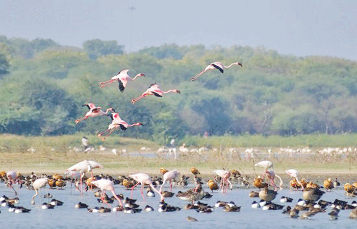 થોળ પક્ષી અભ્યારણ્ય પર તાલુકા પશુ ચિકિત્સકો ની સતત નજર