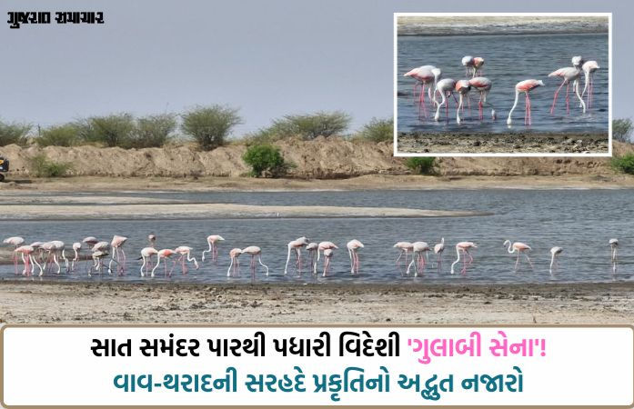 સરહદનો અણમોલ ખજાનો: ભારત-પાક. બોર્ડર નજીક રાછેણા ગામના આંગણે પહોંચ્યા સેંકડો 'ફ્લેમિંગો' પક્ષી