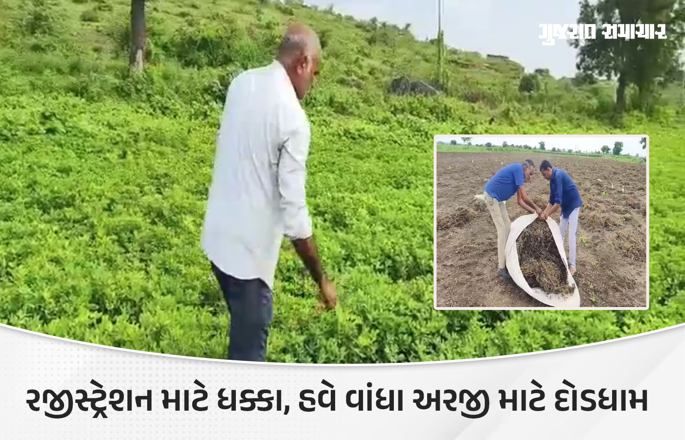 અમરેલી: સેટેલાઇટ સર્વેની ભૂલે જગતનો તાત ચિંતિત, મગફળી વાવી છતાં નથી દેખાતી, ખેડૂતોને ધક્કા
