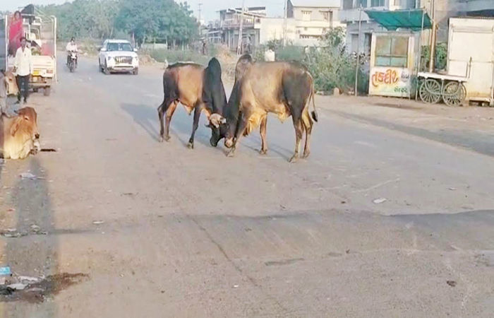 લખતર બસ સ્ટેશન રોડ પર બે આખલા યુદ્ધે ચડતા વાહન ચાલકો અટવાયા