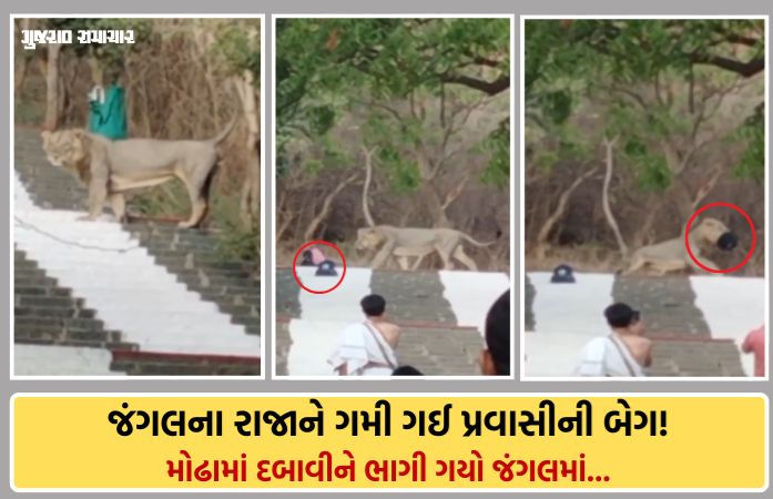 ભાવનગર: પાલીતાણાના શેત્રુંજય પર્વત પર અનોખી ઘટના, પ્રવાસીની બેગ લઈને ભાગ્યો સિંહ! જાણો આખો મામલો