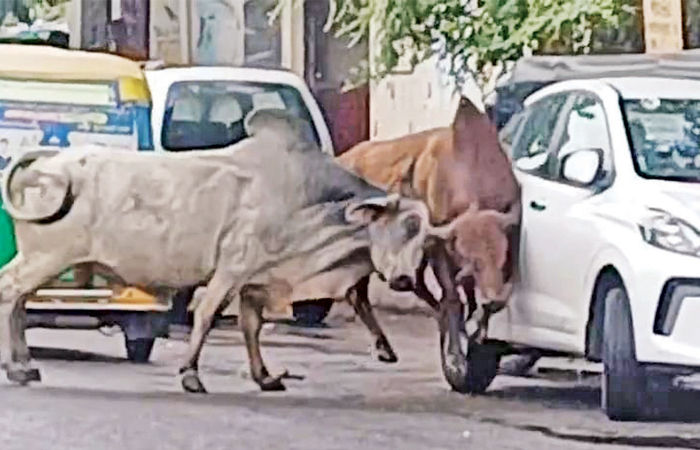નડિયાદના પીજ રોડ ઉપર યુદ્ધે ચઢેલા આખલાંઓએ વાહનોને અડફેટે લીધા