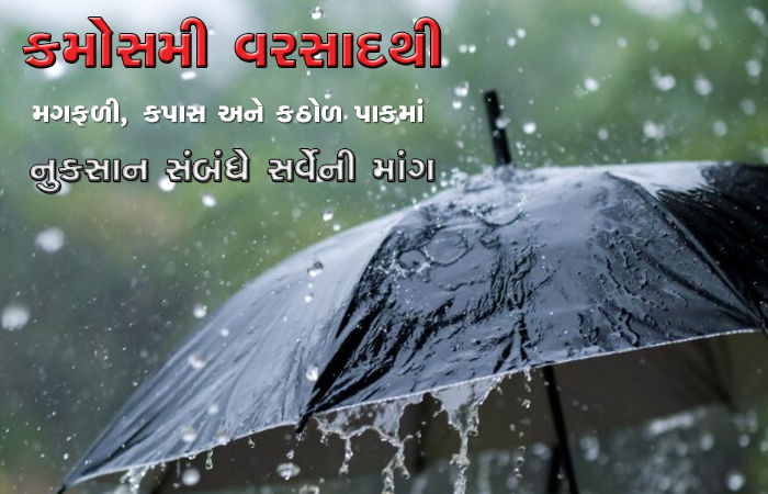 કમોસમી વરસાદથી મગફળી, કપાસ અને કઠોળ પાકમાં નુકસાન સંબંધે સર્વેની માંગ