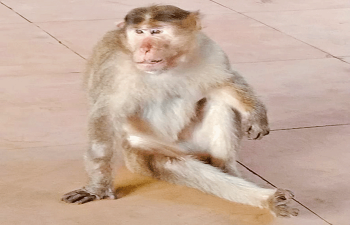 વાંદરા અને કૂતરાના નામે કરોડોની જમીન