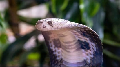 Indian, US researchers develop universal anti-venom for lethal snake toxins