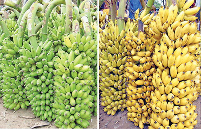 Why Do Fruits Change Color When They Ripen?
