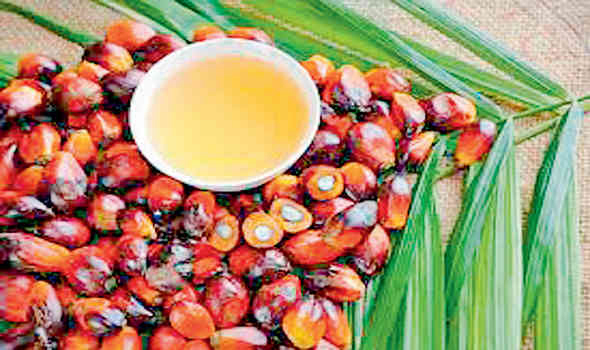 પામતેલ ઉછળી રૂ.800 બોલાતા નવો ઈતિહાસ સર્જાયો: મલેશિયામાં ઉત્પાદન ઘટયાના નિર્દેશો