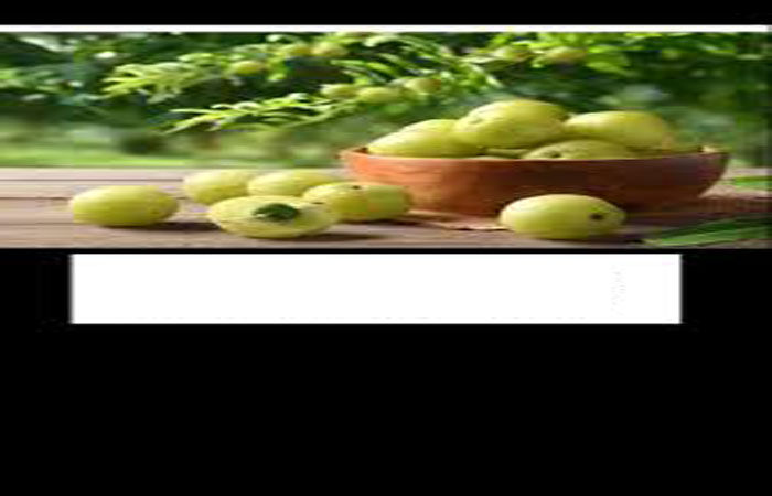 ઉનાળામાં આવતા ગુંદાનું સેવન મેદસ્વિતા નિવારણ માટે મહત્ત્વપૂર્ણ