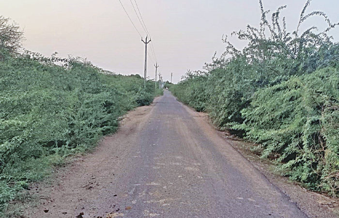 લીલાપુર-કારેલા રોડ પર ગાંડા બાવળના સામ્રાજ્યથી વાહન ચાલકો પરેશાન