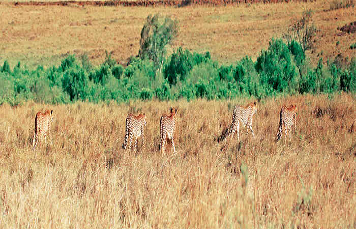 ભારતનાં જંગલોમાં ફરી ચિત્તા દોડતાં થશે?