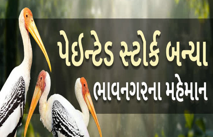 ચોમાસામાં દુર્લભ લેસ્સર ફ્લોરીકન ભાવનગરના મહેમાન બન્યા : 25 થી વધુનો અંદાજ