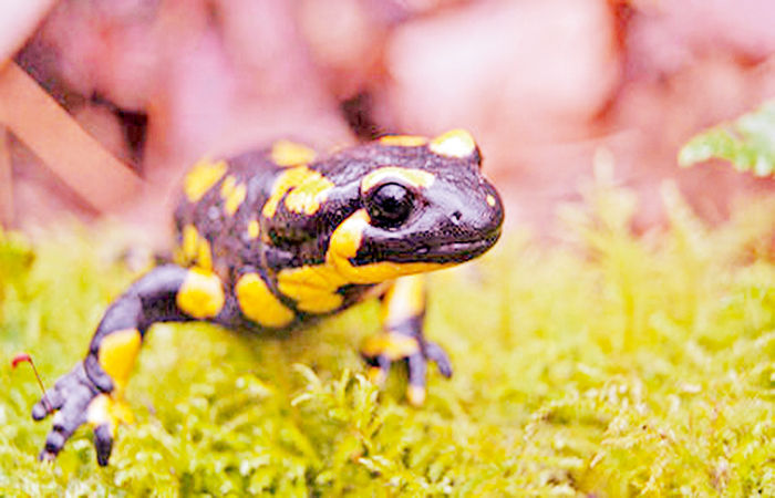 Amazing Amphibian: The Salamander