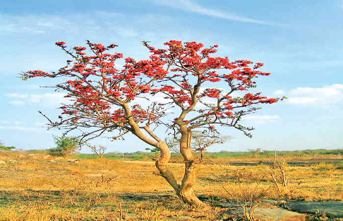 હોળીનો પરંપરાગત રંગ: કેસૂડો