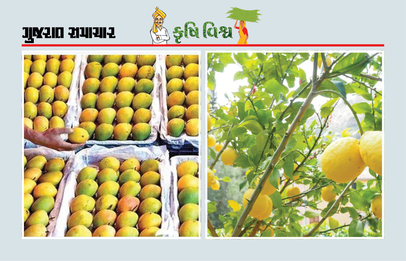 ઘીરજ, વૈજ્ઞાનિક અભિગમ, વેચાણની આગવી સૂઝ કેરીનું આર્થિક ઉપાર્જન કરાવશે જ ઘીરજ, વૈજ્ઞાનિક અભિગમ, વેચાણની આગવી સૂઝ કેરીનું આર્થિક ઉપાર્જન કરાવશે જ