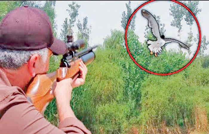 એરગનથી અબોલ જીવોને સફાયો થાય છે