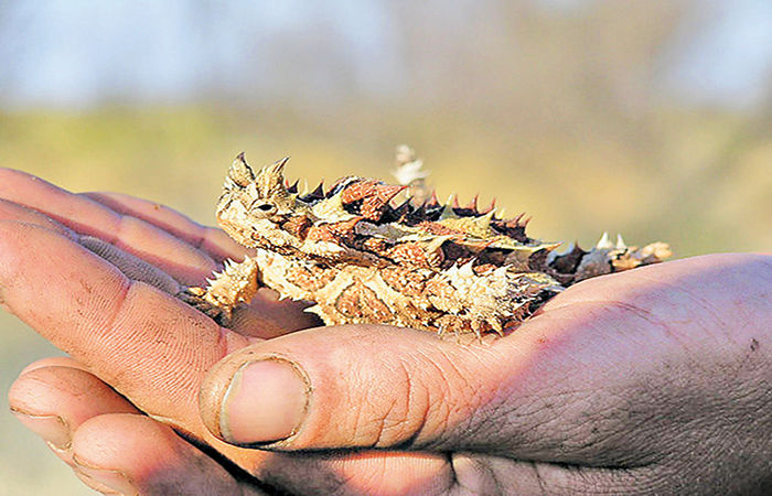 The Thorny Devil Australia’s Spiky Lizard