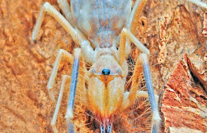 ઇજિપ્તનો વિરાટ કરોળિયો