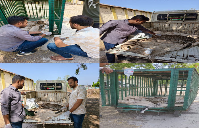 જામજોધપુરના સતાપર ગામે વન્યજીવોની આંતરિક લડાઈમાં ઇજાગ્રસ્ત થયેલ દીપડાનું સફળ રેસ્ક્યુ