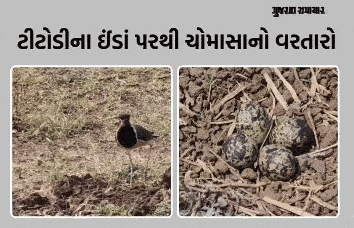 3 ઈંડા ઊભા અને 1 આડું! રાજપીપળામાં ટીટોડીના ઈંડાને આધારે વરસાદનું અનુમાન, જાણો કેવું રહેશે ચોમાસું