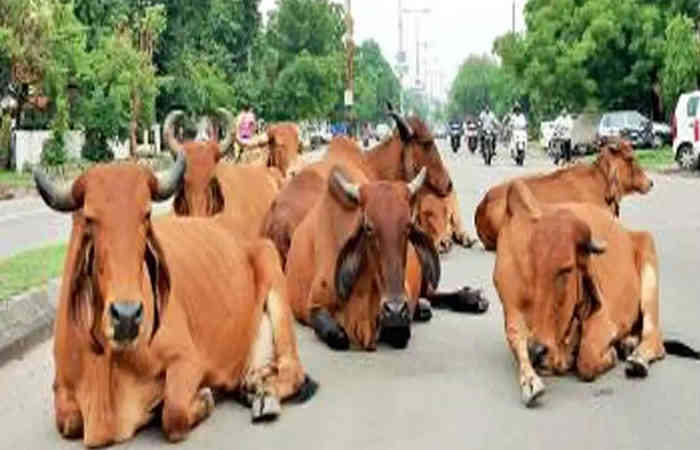 વડોદરા: રખડતા ઢોર પકડવાની ઝુંબેશ સઘન બનાવવા ઝોનીંગ પદ્ધતિ નો અમલ