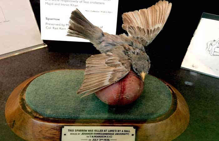 World Sparrow Day 2021 : ક્રિકેટ સાથે પણ સંકળાયેલો છે ચકલીનો એક રસપ્રદ કિસ્સો