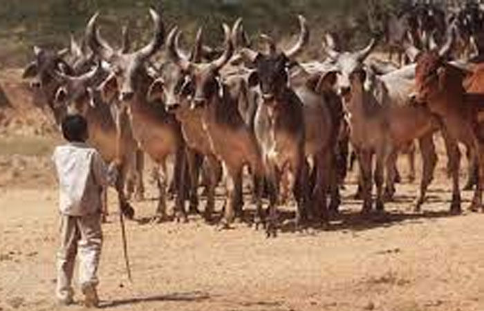 ગૌચર ખુલ્લું ન થતાં માલધારીએ કચેરીમાં જ ફિનાઈલ ગટગટાવ્યું