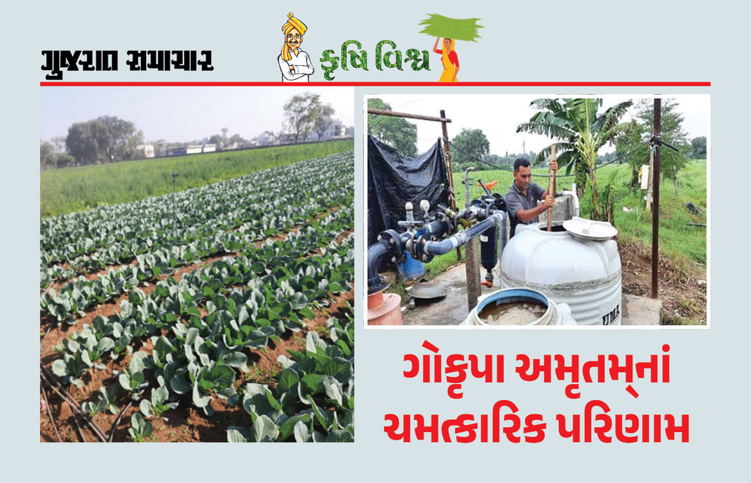 અનાજ-ફળનું ઉત્પાદન વઘ્યું, મીઠાશ પણ વધી, ક્ષારીય જમીનમાં પણ મબલક ઉત્પાદન