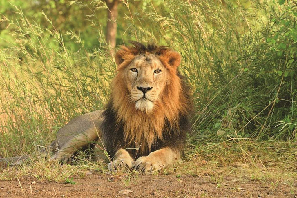 Nearly 400 lions died in Gujarat in three years, unnatural causes behind some deaths