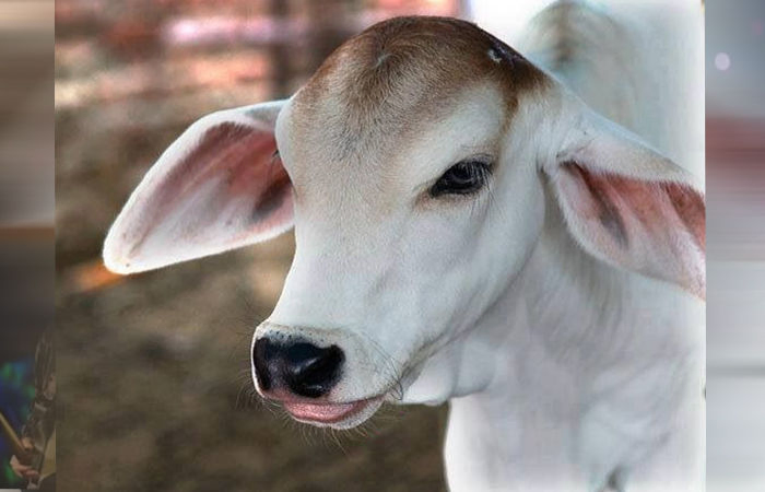 મહારાષ્ટ્રમાં ગાયને રાજ્યમાતા જાહેર કરાઈ, શિવસેના ગઠબંધનવાળી સરકારે કરી જાહેરાત