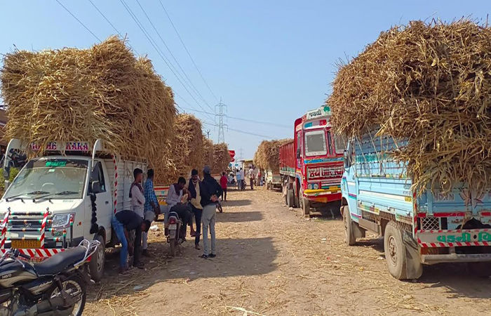 સુરેન્દ્રનગરમાં કમોસમી વરસાદને પગલે ઘાસચારાની અછત સર્જાઈ