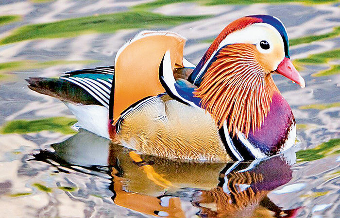 કલગીવાળી રંગબેરંગી બતક મેન્ડારિન ડક                          .