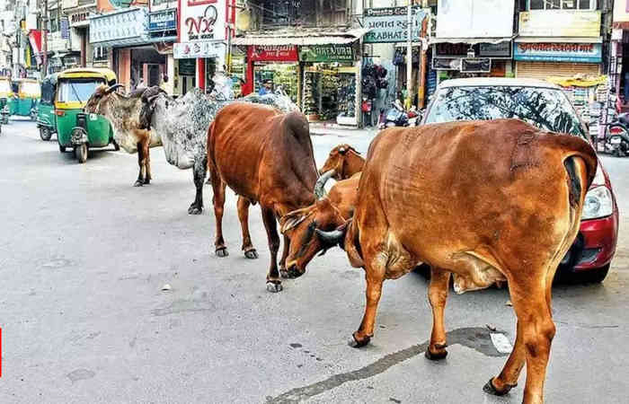 વડોદરા: ટેગિંગ વીનાના રખડતા ઢોરોને પકડયા બાદ નહીં છોડવાની દરખાસ્ત બહુમતીના જોરે મંજૂર