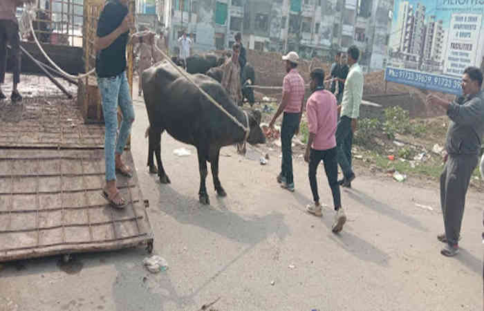 વડોદરા: પોલીસે કોર્પોરેશનની મદદ માગી કહ્યું.. અહીં ખૂબ ઢોરો રખડે છે, તાત્કાલિક સ્ટાફ મોકલો