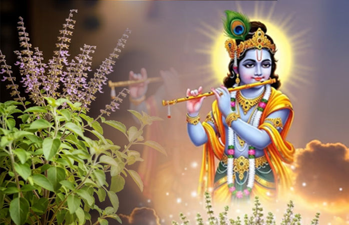 જન્માષ્ટમીએ તુલસી છોડને લઈને આવી ભૂલ ના કરશો, નહીંતર મુશ્કેલીઓ આવવાની સંભાવના