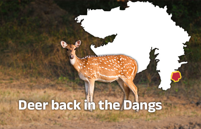 Vanished deer population re-emerges after years in the Dangs