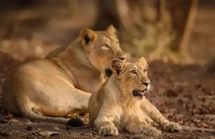 એશિયાના ઘરેણાં સમાન સાવજ સંકટમાં, બે વર્ષમાં 307માંથી અધધધ 256 સિંહોના કમોત