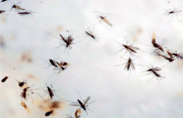 Why Do Winged Insects Get Attracted to Light?