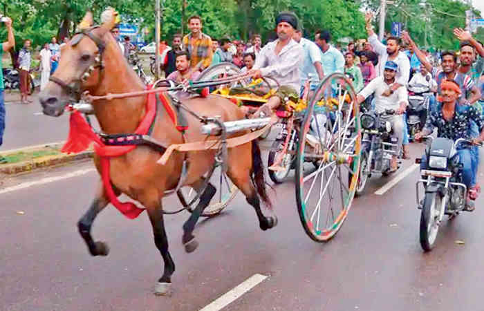 માણસની ક્રૂરતાનો ભોગ બનેલા ઘોડા રીબાઇને મરે છે