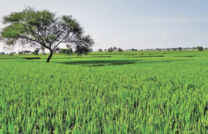 કૃષિ વેપારમાં બદલાવઃ કોર્પોરેટ ખરીદી હવે ડાયરેકટ ખેડૂતો પાસેથી કરાશે