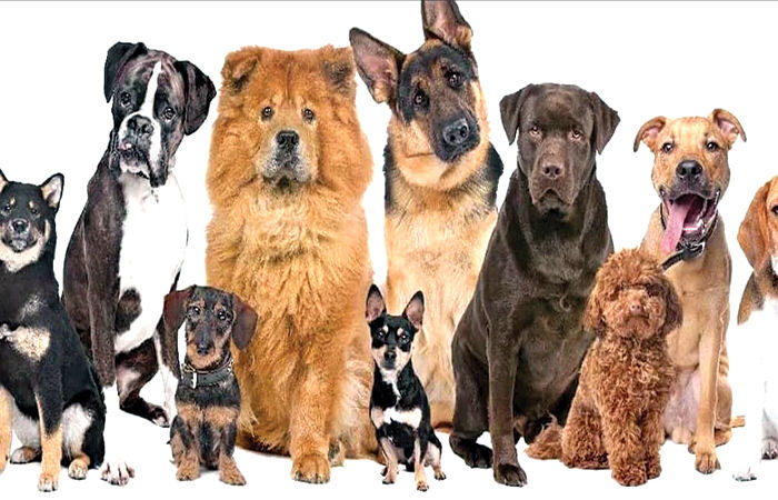 Wonderful Records of Dogs, Man's Loyal Friend