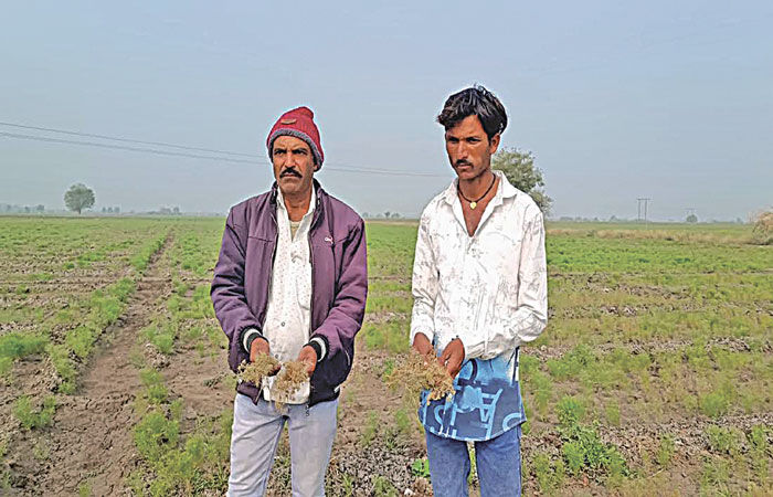 ઝાલાવાડમાં વાદળછાયું વાતાવરણથી શિયાળું પાકને નુકસાન જવાની ભીતિ
