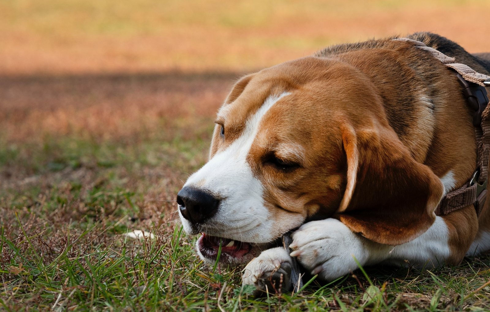 Woman dies of rabies after dog bite at Gandhinagar school