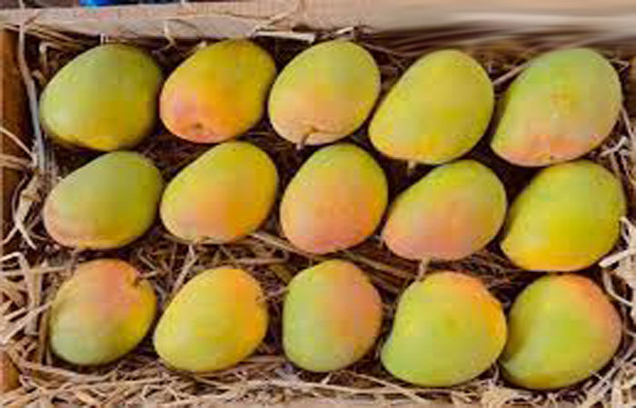 એપીએમસીમાં આફૂસની આવક વધતાં ભાવ  ઘટયા