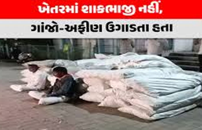 સિહોરના સખવદર ગામે 3 વીઘા જમીનમાં વાવેતર કરેલ 1132.72 કિલોગ્રામ અફીણ-ગાંજો ઝડપાયો