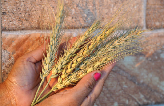 Gujarat govt to procure wheat at MSP, registration to commence from February 1