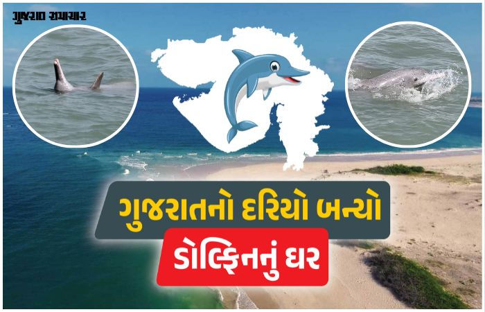 ગુજરાતના દરિયામાં ડોલ્ફિનની સંખ્યા 680ને પાર: શિવરાજપુર અને પોશિત્રા બન્યા 'બેસ્ટ સ્પોટ'